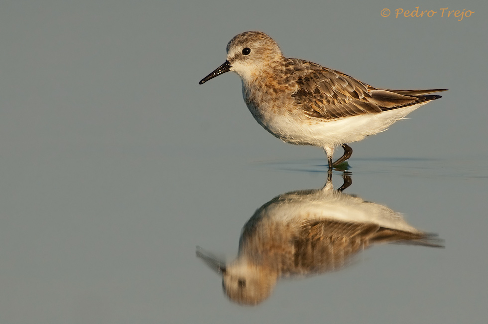 Correlimos menudo (Calidris minuta)